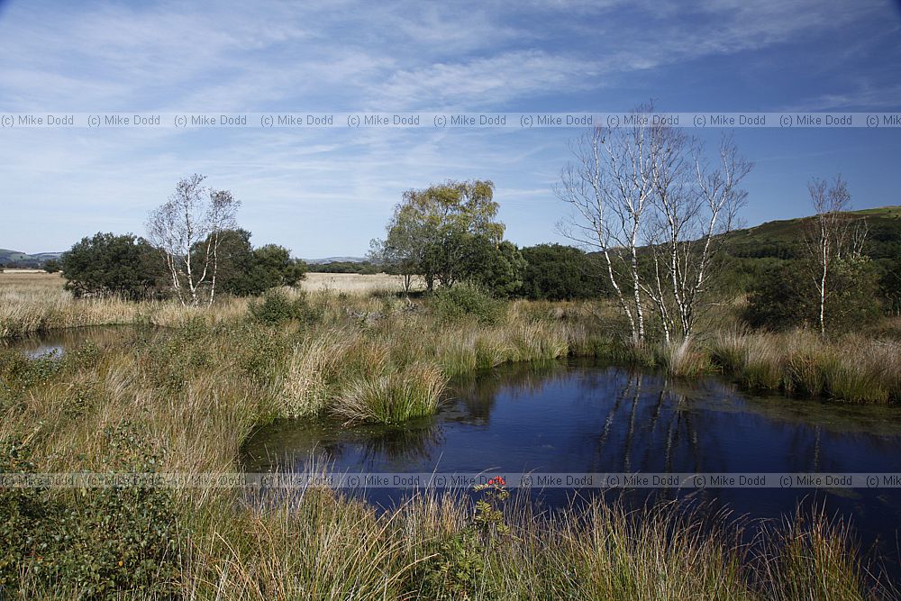 Cors Caron raised bog