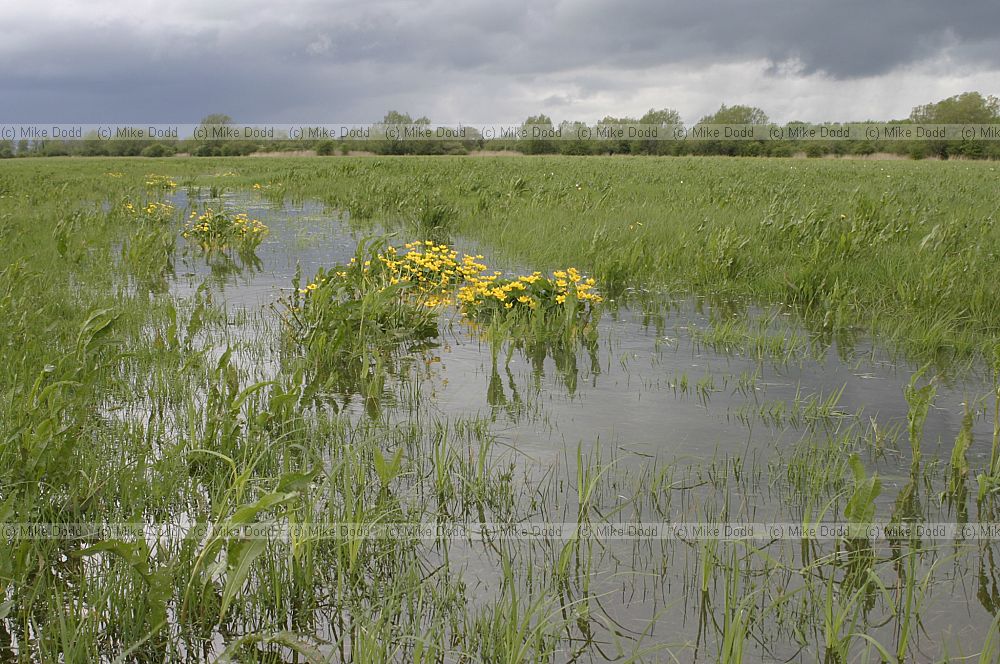 Cricklade meadow
