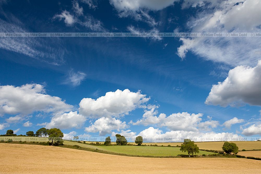 Landscape with fairweather cumulus clouds