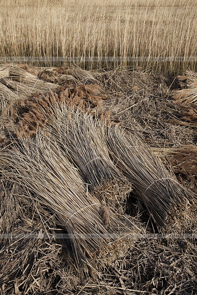 Cut reeds in bundles