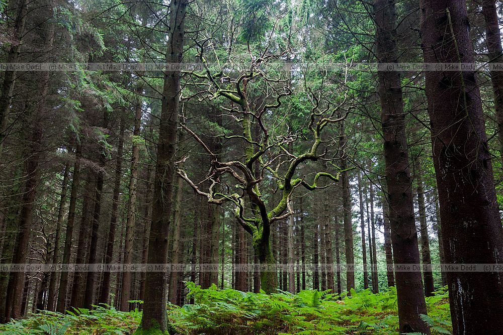 Dead oak tree in middle of conifer plantation Quercus robur