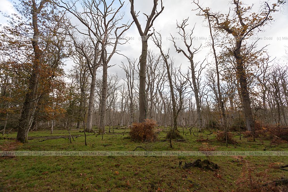 Dead oak (Quercus robur) trees caused by raised waterlevel area being turned into swamp