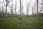 Dead oak (Quercus robur) trees caused by raised waterlevel are being turned into swamp