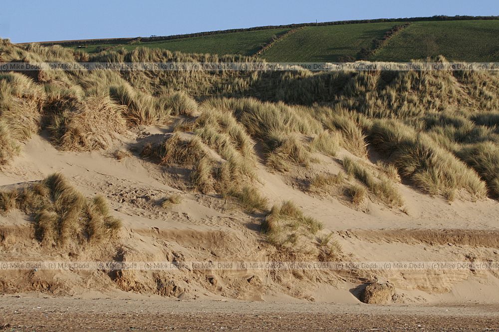 Eroding dunes Croyde bay