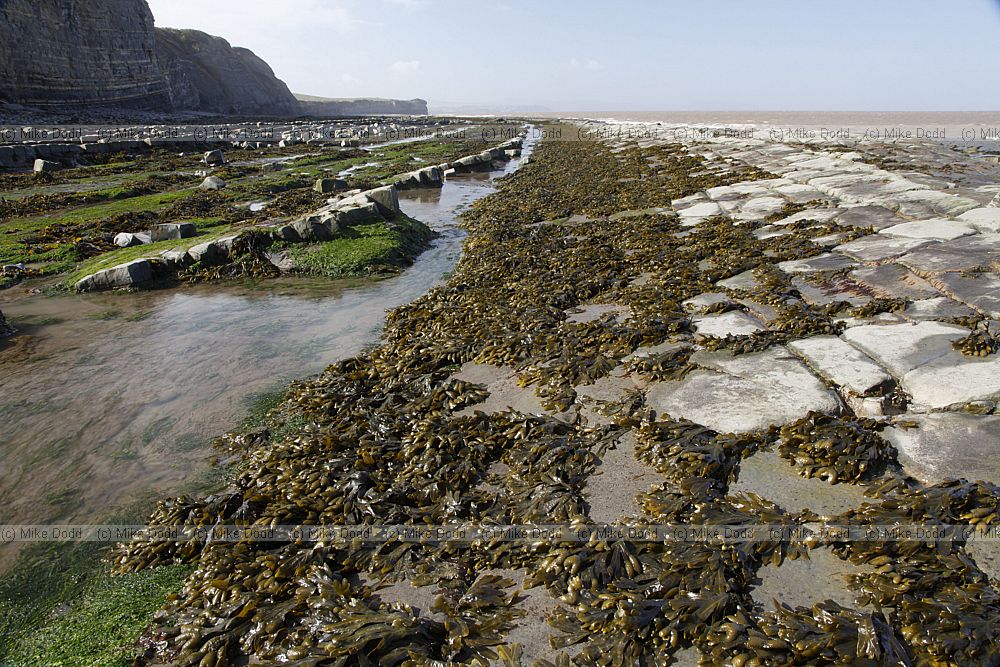 Wave cut platform hard limestone
