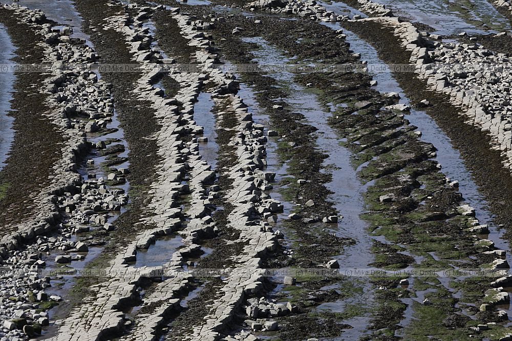 Wave cut platform hard limestone