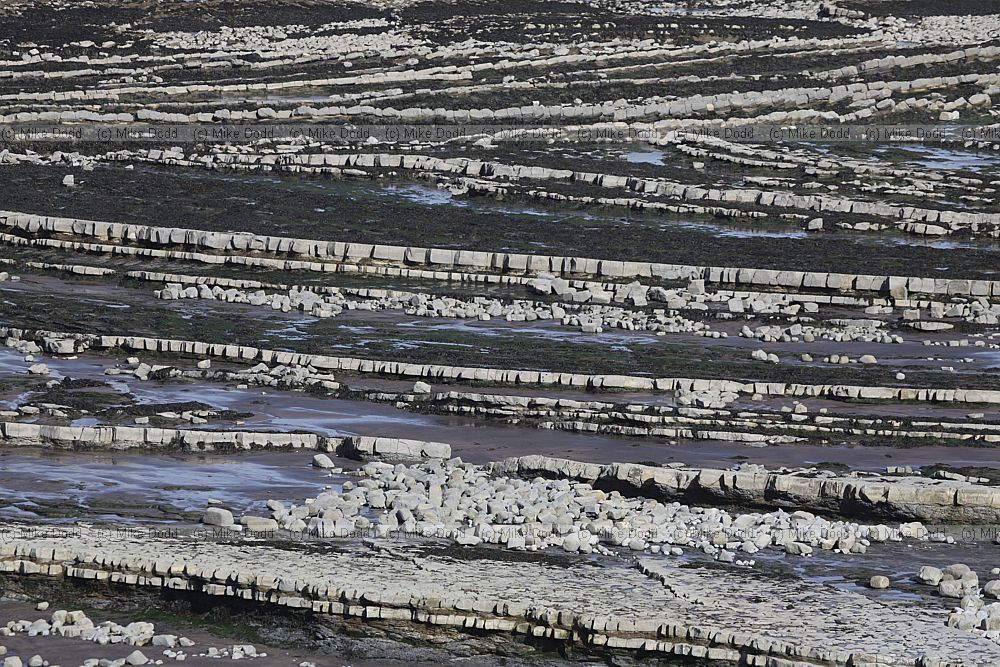 Wave cut platform hard limestone