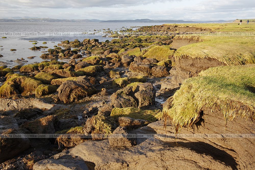 Eroding saltmarsh and mud