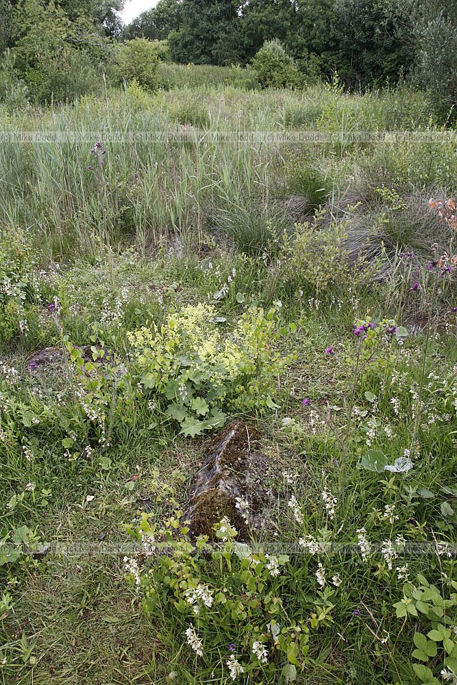 Fen Dry Sandford pit