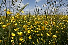 Flowery meadow with Buttercups Ranunculus acris