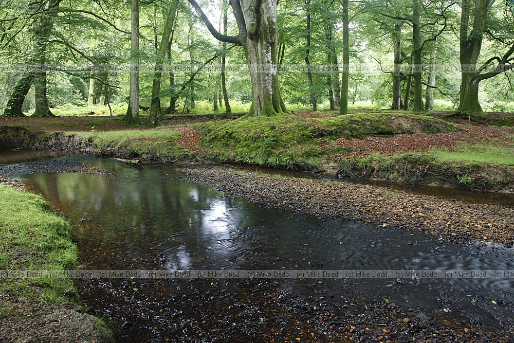 Forest interior with stream