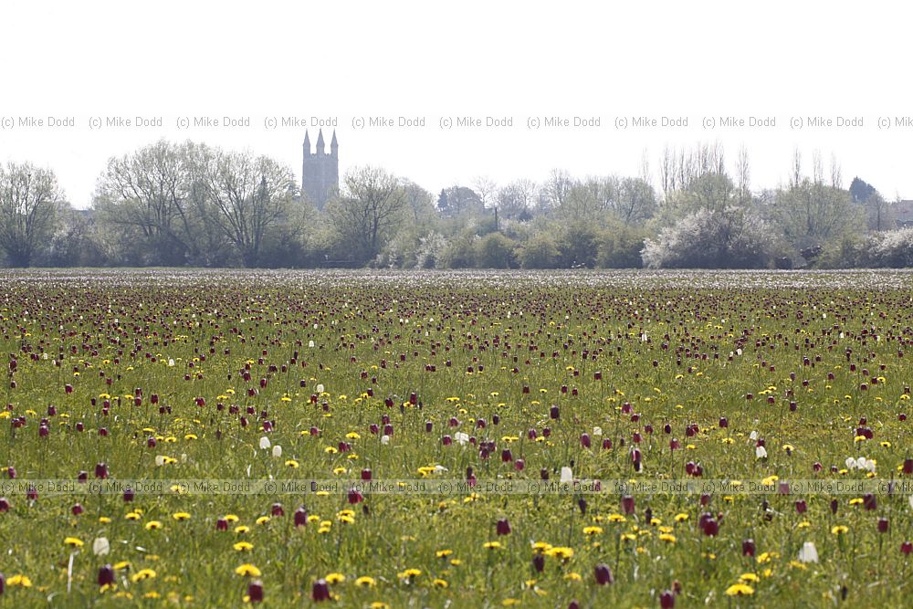 Fritillaria meleagris Snakes-head Fritillary