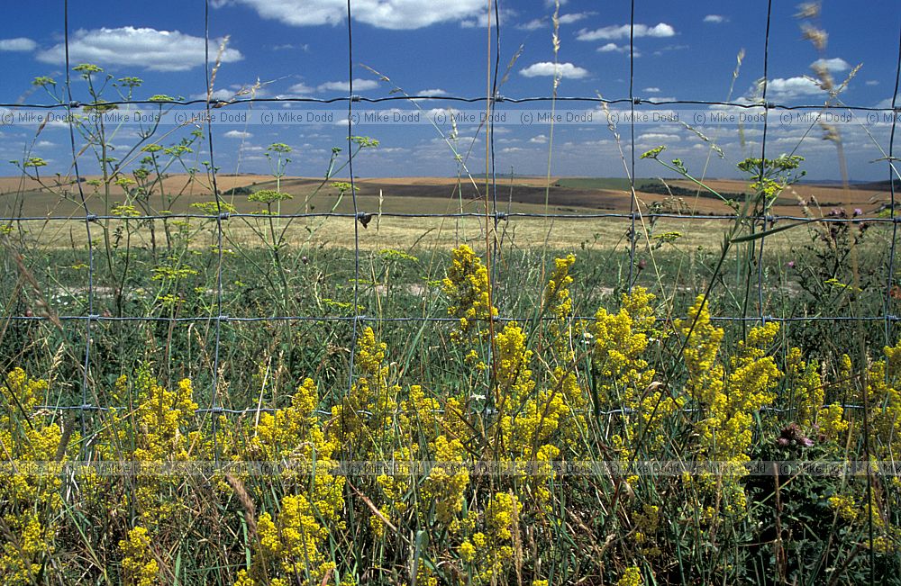 Galium verum Lady's Bedstraw