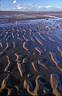 Ripples in the sand, low tide.  Exe estuary
