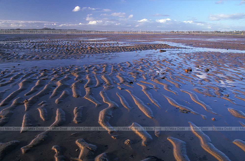 Ripples in the sand, low tide.  Exe estuary