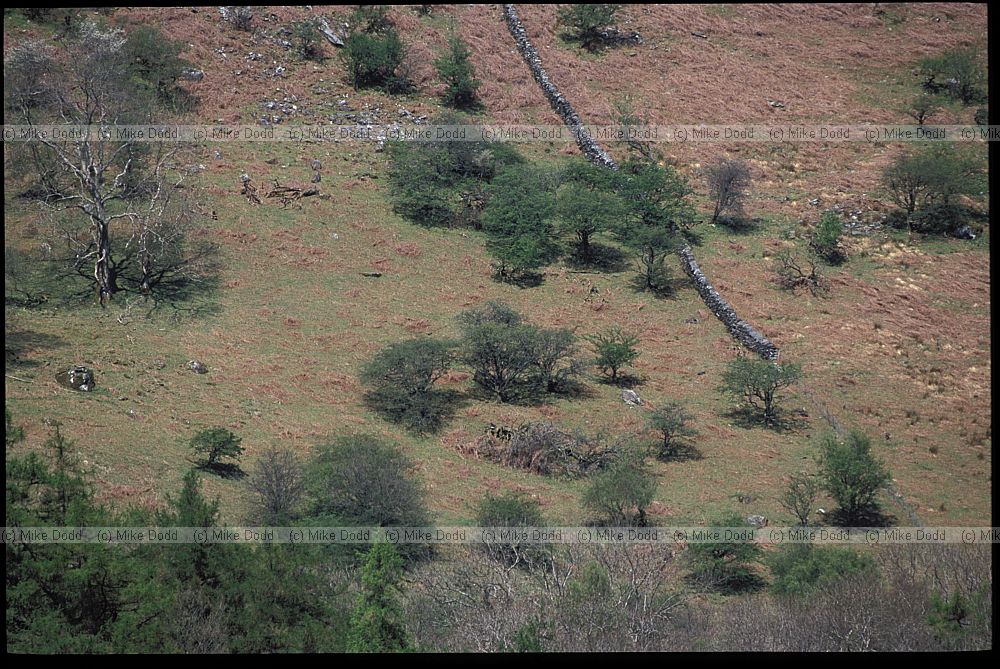 Scrub on hillside. Snowdonia. Wales