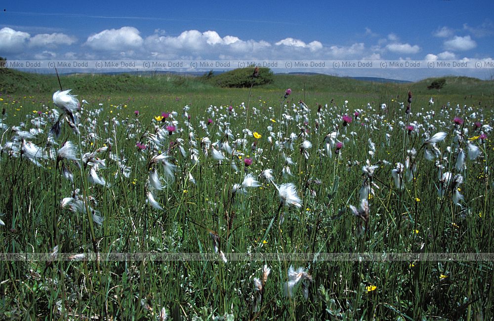 Dune slack with cottongrass, Kenfig, S. Wales
