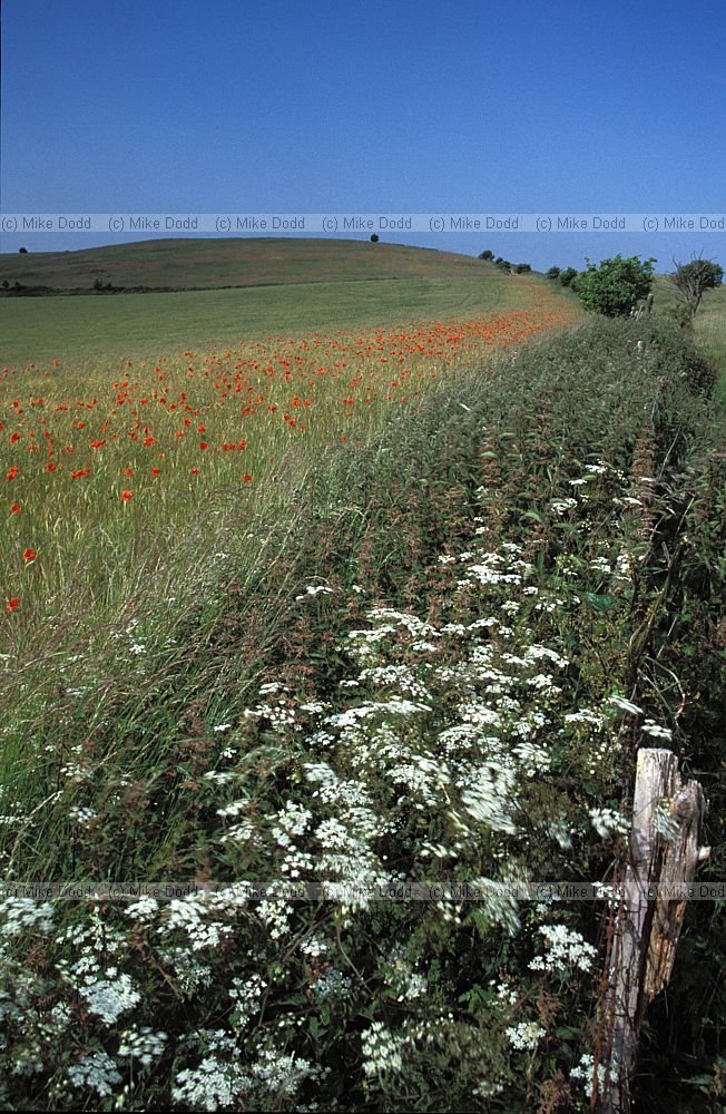 Wild flowers in field margin.  Pitstone, Buckinghamshire