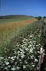 Wild flowers in field margin.  Pitstone, Buckinghamshire