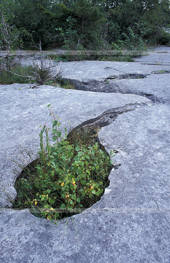 Limestone pavement Gait Barrow
