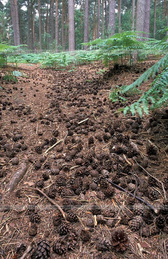 Pine cones in Scots pine forest