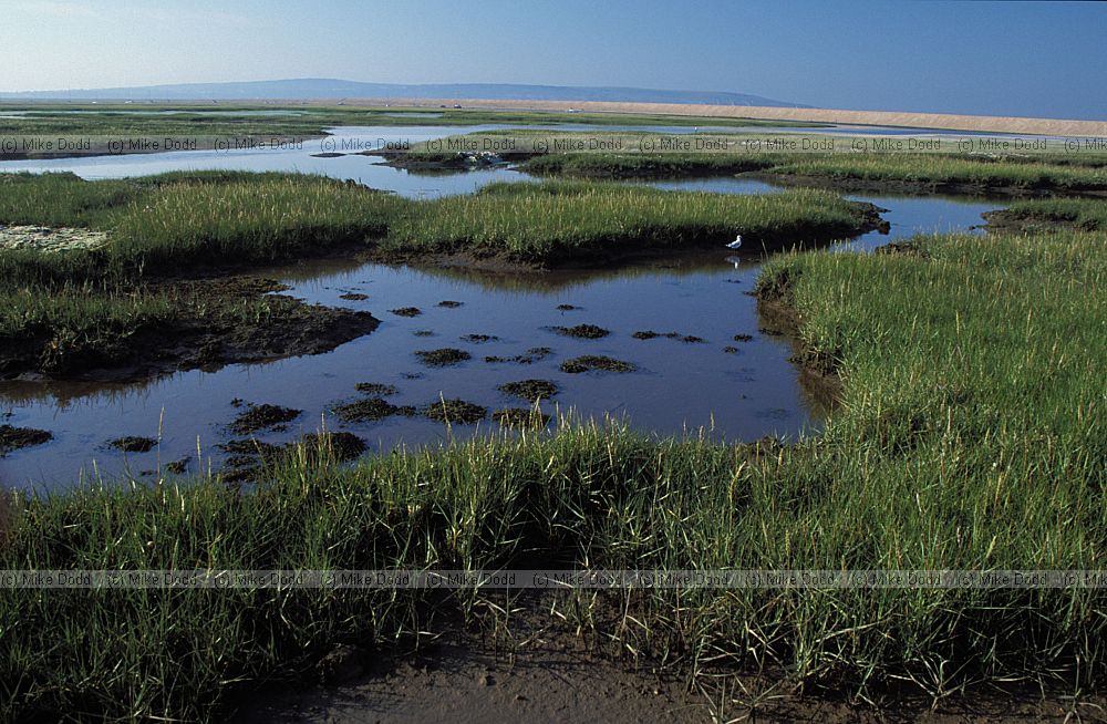 Saltmarsh Keyhaven