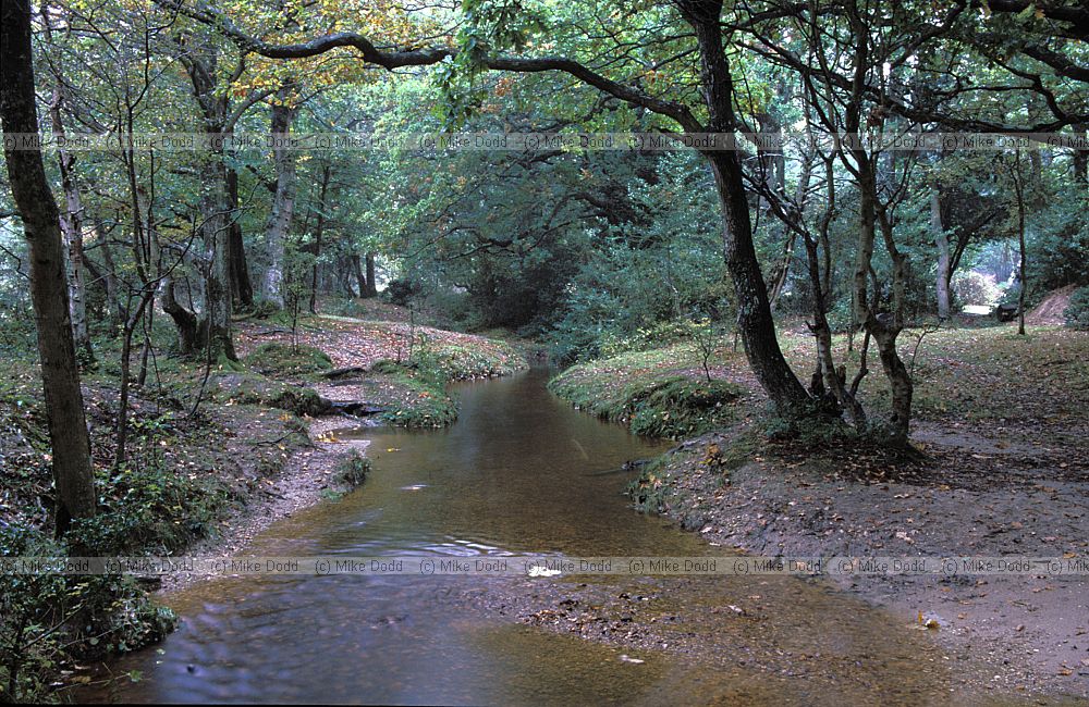 Stream New Forest