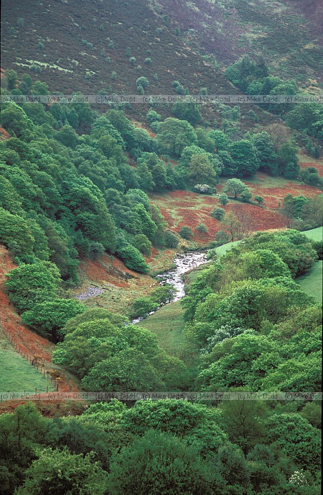 Wooded valley near Devils bridge.  Wales