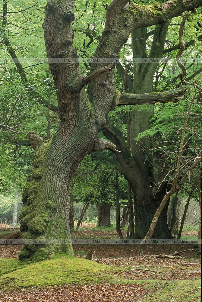 Ancient tree, New Forest