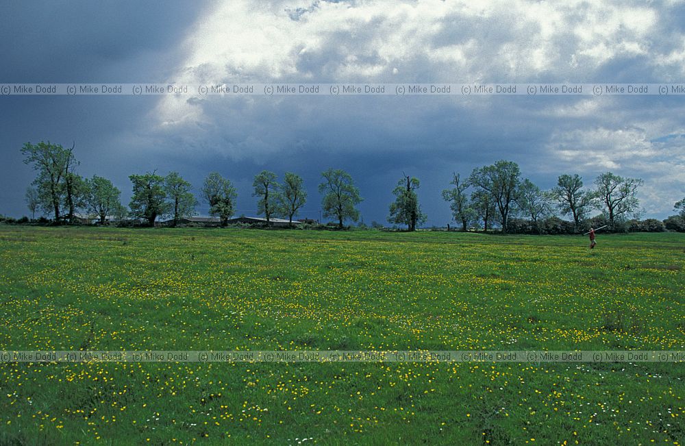 Ash trees and storm clouds at pilch field