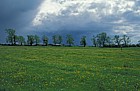 Ash trees and storm clouds at pilch field