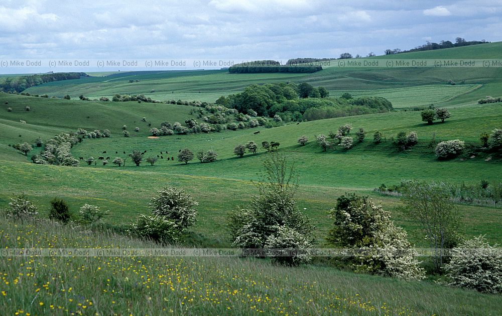 Chalk grassland near Great Cheverell, Salisbury plain