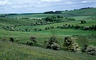Chalk grassland near Great Cheverell, Salisbury plain
