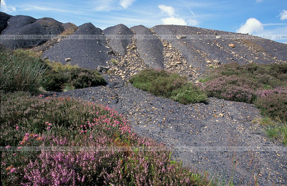 Coal slagheap with Calluna heather colonising slowly