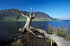 Dead ash tree, Crummock water, Lake District