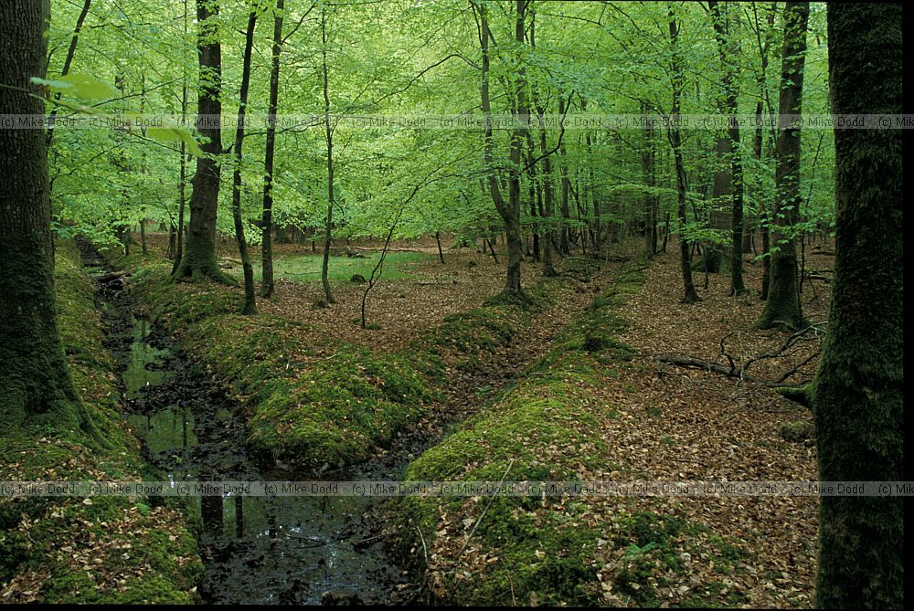 Embankments beech woodland interior, New Forest