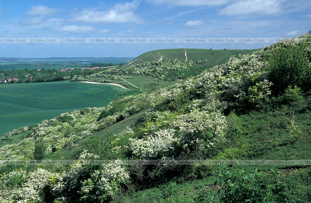 Hawthorn in flower Dunstable downs