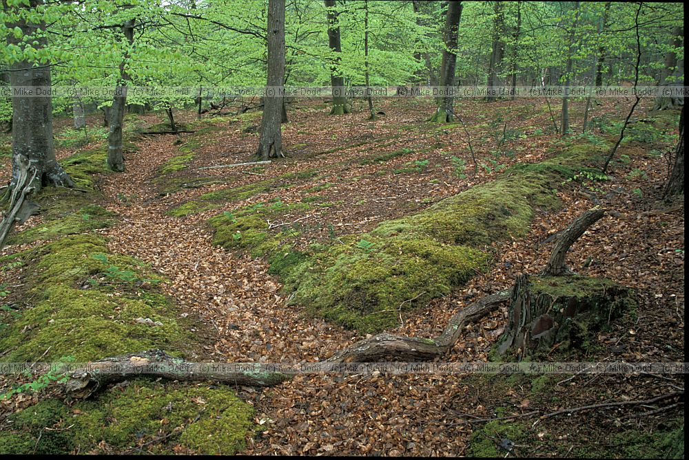Embankments beech woodland interior, New Forest
