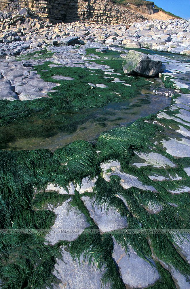 Enteromorpha growing on rocks indicating high nutrient levels or pollution