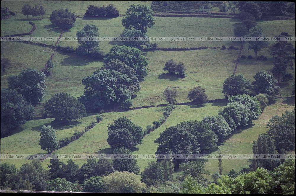Fields and hedges with full grown trees Matlock, Peak District
