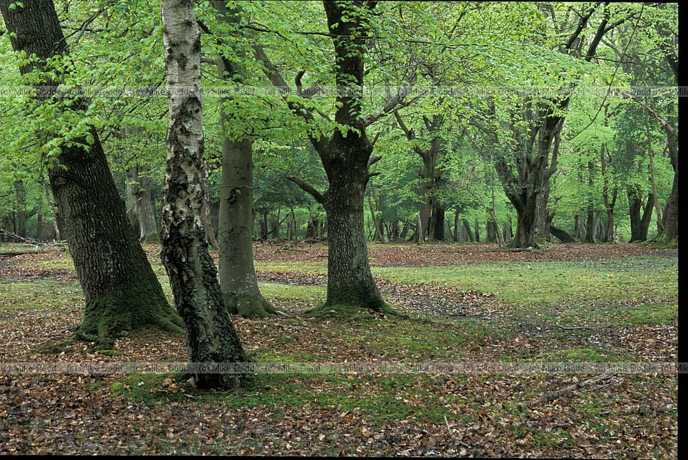 Forest interior, New Forest