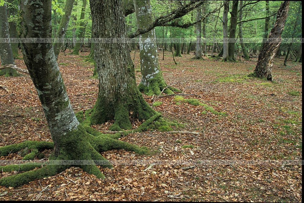 Forest interior, New Forest