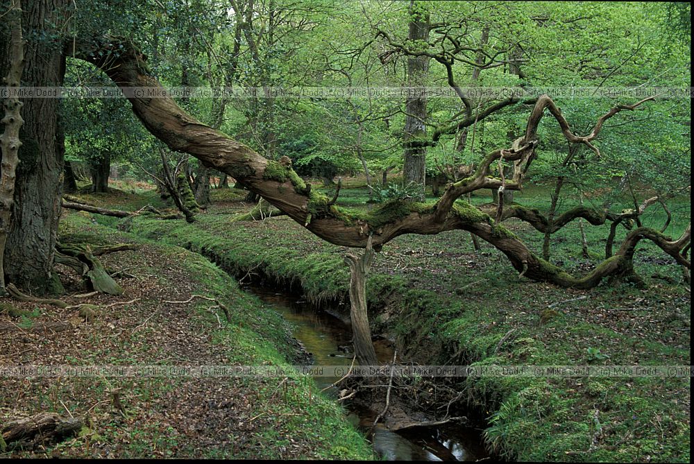 Embankments woodland interior, New Forest