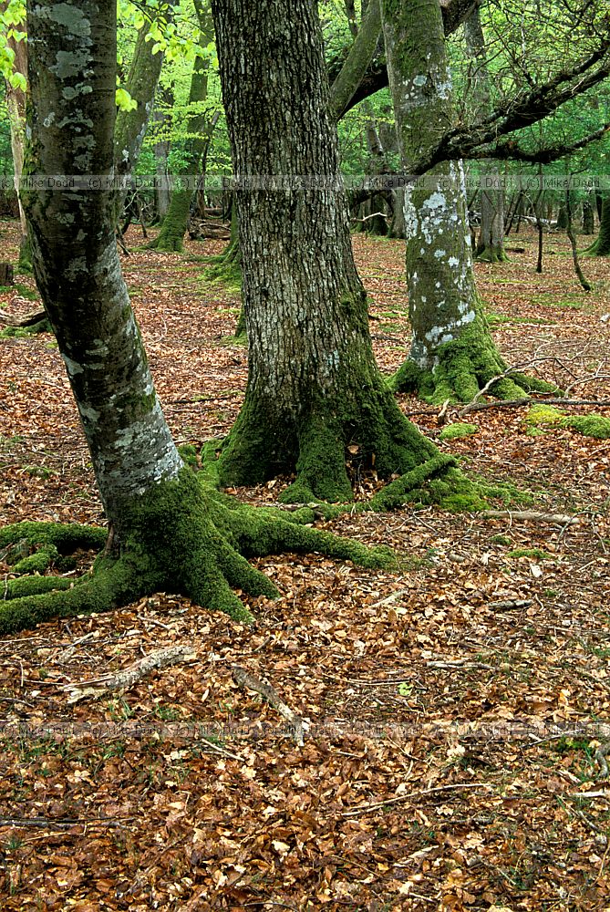 Forest interior, New Forest