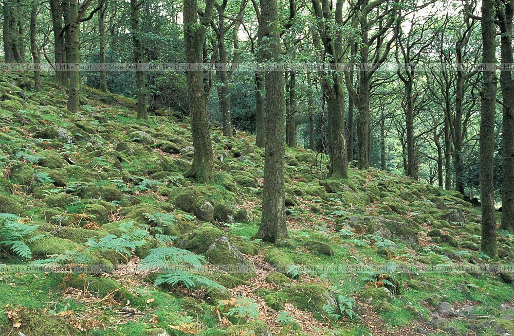 Johnny's wood oak woodland