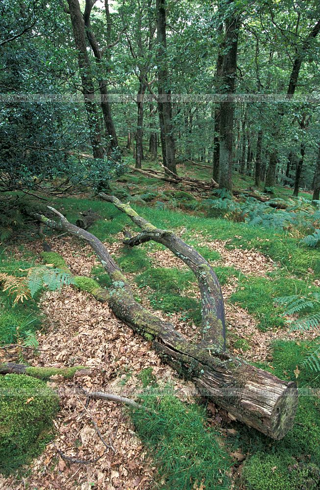 Johnny's wood oak woodland