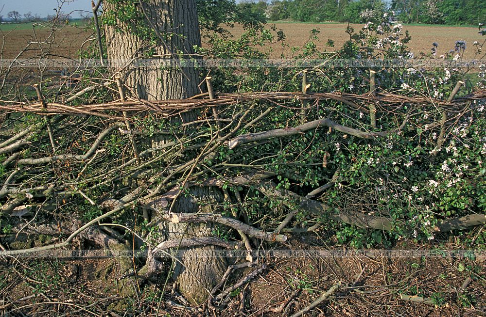 Layed hedge at pilch field