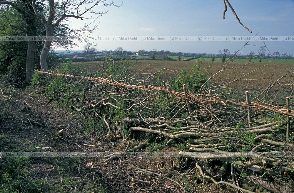 Layed hedge at pilch field