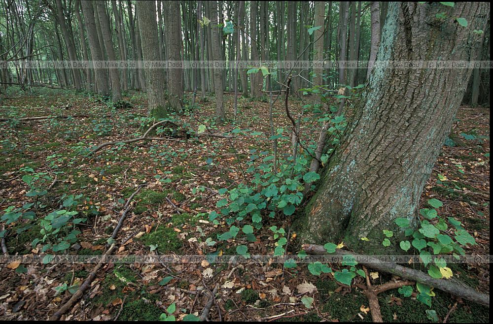 Lime woodland, Kings wood, Heath and Reach