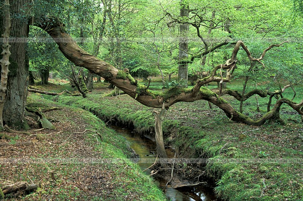 Oak beech woodland new forest Fagus sylvatica Quercus